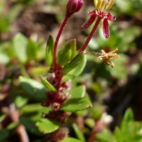 Laurembergia coccinea (Blume)